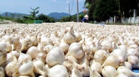 Gìn giữ thương hiệu tỏi Lý Sơn