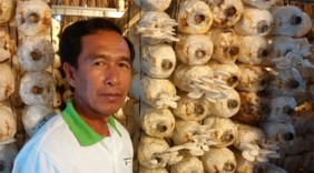 Lãi vài chục triệu đồng/tháng từ trồng nấm sạch