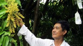 Lão nông làm giàu thành công từ xoài cát