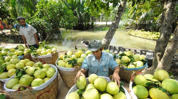 Đặc sản Tết: Chiêm ngưỡng