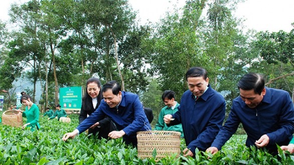Chè Thái Nguyên không chỉ để uống, mà còn để làm du lịch