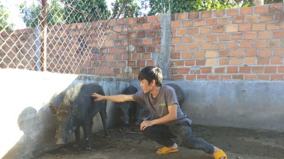 9X Gia Lai thu bộn tiền từ heo rừng lai
