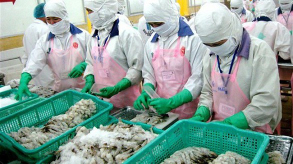 Xuất khẩu tôm chân trắng sang các thị trường lớn nhiều triển vọng