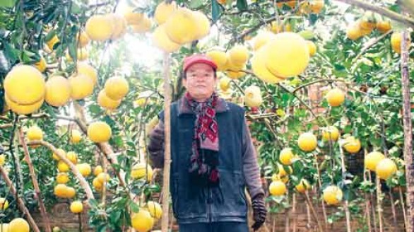 Nông dân Đan Phượng làm giàu từ trồng bưởi Diễn