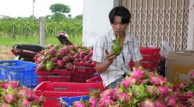 Xuất khẩu hơn 1.500 tấn thanh long qua Cửa khẩu quốc tế Lào Cai