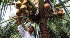 Kiếm hàng trăm triệu đồng từ trồng dừa, trồng sen