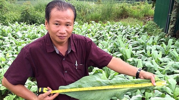 Khởi nghiệp ở tuổi 50 với cây bồ công anh