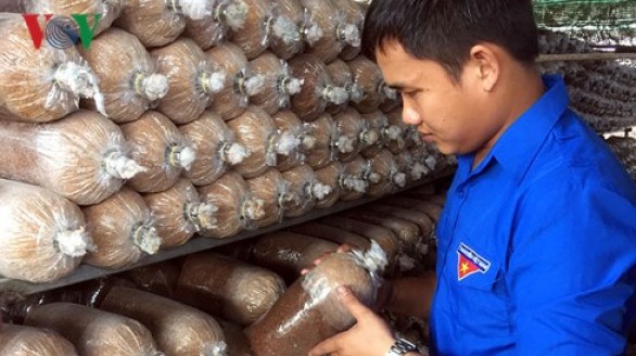 9X khởi nghiệp thành công từ trang trại nấm