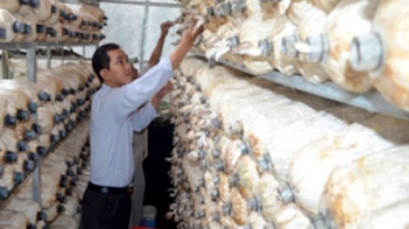 Trang trại nấm của kỹ sư trẻ