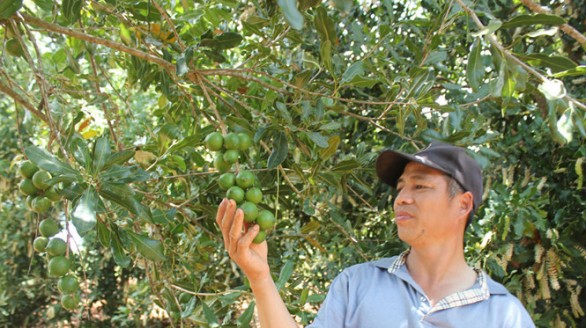 Thu nhập tiền tỉ mỗi năm từ trồng mắc ca