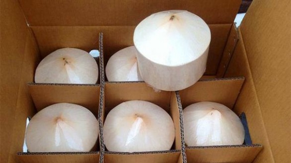 Xuất khẩu trái dừa tươi sang Mỹ