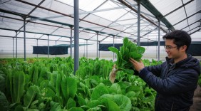 Chàng kỹ sư công nghệ đam mê với nông nghiệp sạch