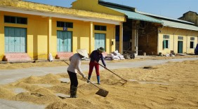 Mở rộng liên kết sản xuất, tiêu thụ lúa gạo