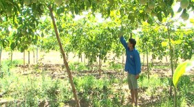 Thanh niên Raglai khởi nghiệp làm giàu nhờ trồng chanh dây