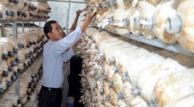 Trang trại nấm của kỹ sư trẻ