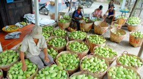 Kết nối nhà nông với thị trường