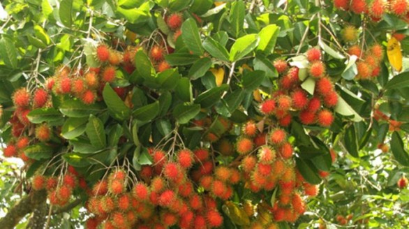 Chôm chôm Việt Nam được chấp thuận vào thị trường New Zealand