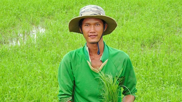 Khởi nghiệp bằng cánh đồng lúa sạch từ tâm
