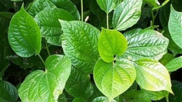 Những bài thuốc hay từ lá lốt