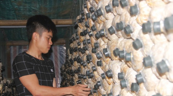 Chàng trai 9X Quảng Trị khởi nghiệp từ nấm sò
