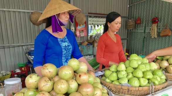 Đặc sản vú sữa Phong Điền cho hiệu quả kinh tế cao