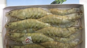 Nhiều cơ hội xuất khẩu tôm sang EU