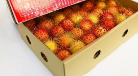 Chôm chôm Việt Nam rộng đường sang New Zealand