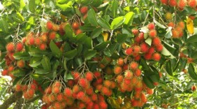 Chôm chôm Việt Nam được chấp thuận vào thị trường New Zealand