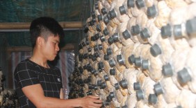 Chàng trai 9X Quảng Trị khởi nghiệp từ nấm sò