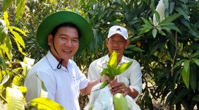 Trà Vinh xuất khẩu xoài cát sang Singapore