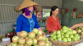 Đặc sản vú sữa Phong Điền cho hiệu quả kinh tế cao
