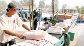 Việt Nam trúng thầu 300.000 tấn gạo xuất sang Indonesia
