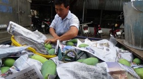 Thủ phủ xoài Đồng Tháp đã sẵn sàng cho trái 
