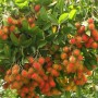Chôm chôm Việt Nam được chấp thuận vào thị trường New Zealand