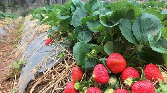 9X khởi nghiệp thu tiền tỷ từ dâu tây