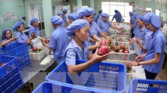 Đẩy mạnh tiêu thụ nông sản: Phát triển mô hình liên kết doanh nghiệp và hợp tác xã