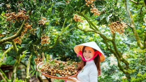 Nhãn tiến vua ở Hưng Yên bán tại Mỹ 200.000 đồng/kg