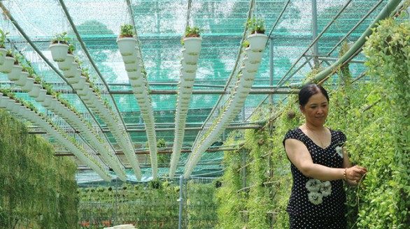 Trồng kiểng treo thu hàng tỉ đồng mỗi năm