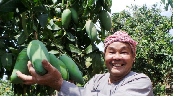 An Giang xuất khẩu lô xoài ba màu đầu tiên vào thị trường Úc