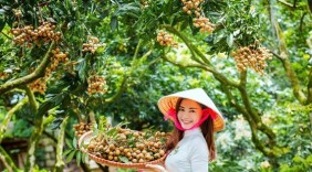 Nhãn tiến vua ở Hưng Yên bán tại Mỹ 200.000 đồng/kg