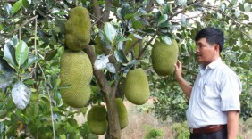 Lãi 300 triệu đồng mỗi năm từ trồng mít Thái