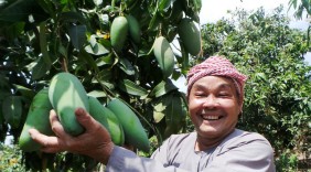 An Giang xuất khẩu lô xoài ba màu đầu tiên vào thị trường Úc