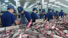Xuất khẩu cá tra sang Mỹ vẫn tăng