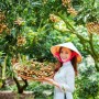 Nhãn tiến vua ở Hưng Yên bán tại Mỹ 200.000 đồng/kg