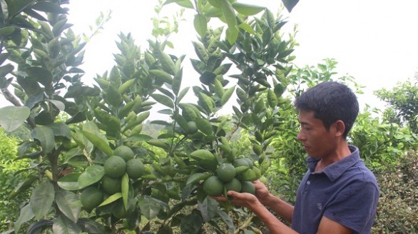 Lái xe bỏ nghề, đưa cam Vinh về Phú Thọ trồng, thu ngay 200 triệu