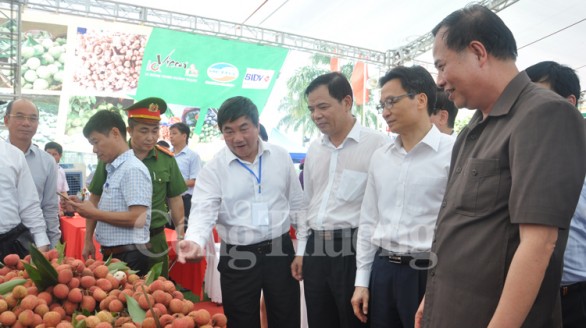 Vải thiều Thanh Hà: Đột phá trong xúc tiến thương mại, tiêu thụ