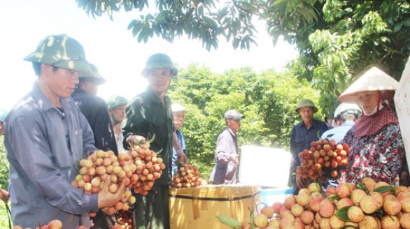 Thanh Hà (Hải Dương): Thu hút nhiều doanh nghiệp nước ngoài thu mua vải thiều