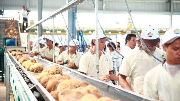 Đảm bảo đầu ra cho trái dừa Bến Tre
