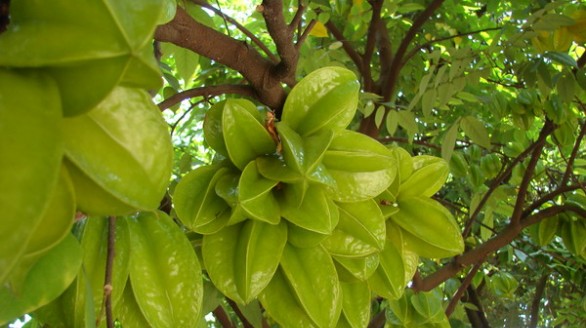 Quả khế chua chữa bệnh