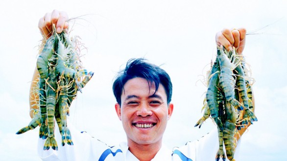 Khởi nghiệp nuôi tôm sạch từ... phòng trọ